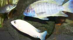 Besatz im Aquarium 450l Malawi !!!! Existiert nicht mehr !!!!