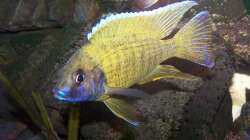 mein kleiner liebling