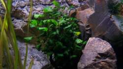 Anubias barteri var. nana