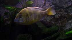 Besatz im Aquarium 450l Malawi !!!! Existiert nicht mehr !!!!