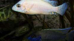 Besatz im Aquarium 450l Malawi !!!! Existiert nicht mehr !!!!