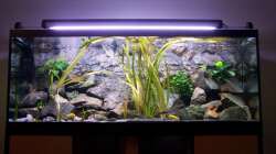 Aquarium 450l Malawi !!!! Existiert nicht mehr !!!!