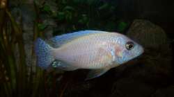 Besatz im Aquarium 450l Malawi !!!! Existiert nicht mehr !!!!