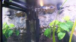 Technik im Aquarium 450l Malawi !!!! Existiert nicht mehr !!!!