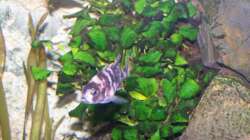 Besatz im Aquarium 450l Malawi !!!! Existiert nicht mehr !!!!