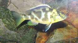 Besatz im Aquarium 450l Malawi !!!! Existiert nicht mehr !!!!