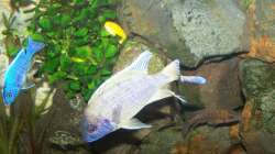 Besatz im Aquarium 450l Malawi !!!! Existiert nicht mehr !!!!