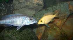 Besatz im Aquarium 450l Malawi !!!! Existiert nicht mehr !!!!