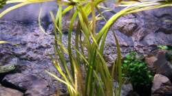 Vallisneria gigantea