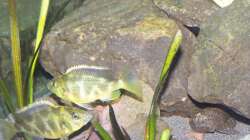 Besatz im Aquarium 450l Malawi !!!! Existiert nicht mehr !!!!