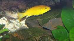 Besatz im Aquarium 450l Malawi !!!! Existiert nicht mehr !!!!