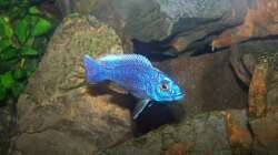 Besatz im Aquarium 450l Malawi !!!! Existiert nicht mehr !!!!