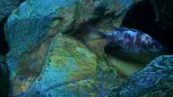 Besatz im Aquarium 450l Malawi !!!! Existiert nicht mehr !!!!