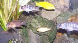 Besatz im Aquarium 450l Malawi !!!! Existiert nicht mehr !!!!