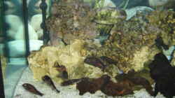 Aquarium Becken 1172
