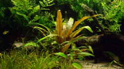Pflanzen im Aquarium Becken 11768