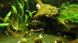 freier Schwimmraum in der Beckenmitte