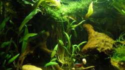 bewachsene Moorkienwurzel (links)