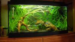 Das AQ neu mit der Moorkienwurzel am 12.04.2009