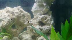 Dekoration im Aquarium Malawi-Nature