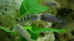 Besatz im Aquarium Malawi-Nature