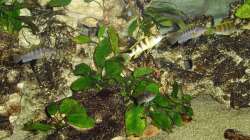 Besatz im Aquarium Malawi-Nature