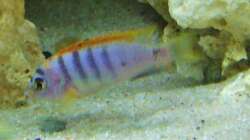 Labidochromis sp. Hongi m