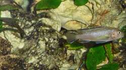 Besatz im Aquarium Malawi-Nature