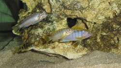 Nachwuchs: Hongis, Perlmutt, Neon Spot