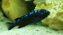 Pseudotropheus ´Neon Spot´