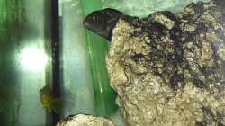 Besatz im Aquarium Malawi-Nature