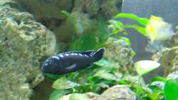 Besatz im Aquarium Malawi-Nature