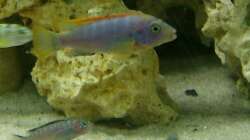 Besatz im Aquarium Malawi-Nature