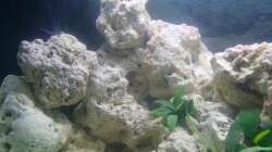 Pflanzen im Aquarium Malawi-Nature