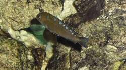 Besatz im Aquarium Malawi-Nature