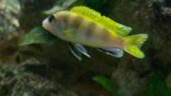 Besatz im Aquarium Malawi-Nature