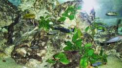 Besatz im Aquarium Malawi-Nature