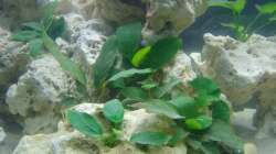 Pflanzen im Aquarium Malawi-Nature