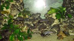 Besatz im Aquarium Malawi-Nature