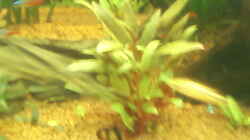 Pflanzen im Aquarium Becken 11841