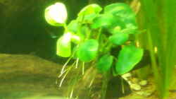 Pflanzen im Aquarium Becken 11841