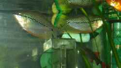 Mosaikfadenfische