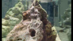 Dekoration im Aquarium Becken 119