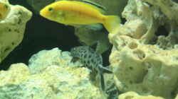Labidochromis caeruleus,Synodontis multipunctatus