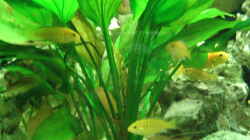 Labidochromis caeruleus junge