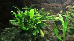 Pflanzen im Aquarium Elmar´s Malawibadewanne