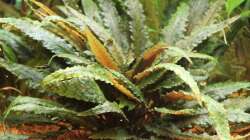 Wasserkelch ( Cryptocoryne spec. ) 