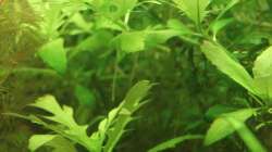 Indischer Wasserstern ( Hygrophila difformis,submers )