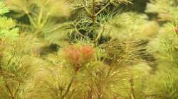 Rote Cabomba ( Cabomba piauhyensis )