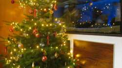 Endlich haben die Fische auch wieder ihren Weihnachtsbaum